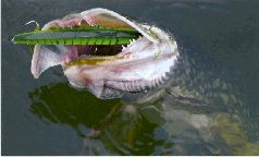 За щукой по малым водоёмам pic_104.jpg