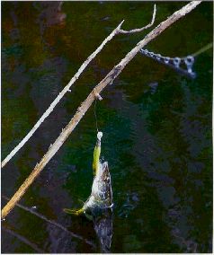 За щукой по малым водоёмам pic_11.jpg