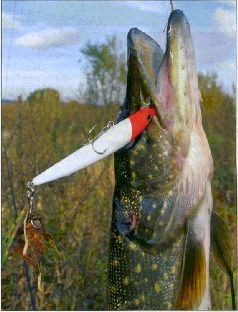 За щукой по малым водоёмам pic_109.jpg