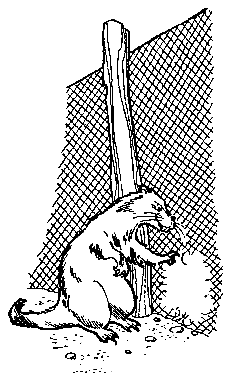 Волшебный берег (с илл.) pic_13.png