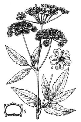 Большая Советская Энциклопедия (СН) i010-001-270236520.jpg
