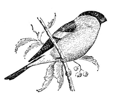 Большая Советская Энциклопедия (СН) i010-001-284802355.jpg