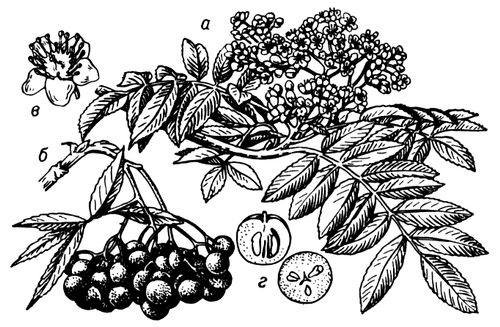 Большая Советская Энциклопедия (РЯ) i010-001-265133069.jpg