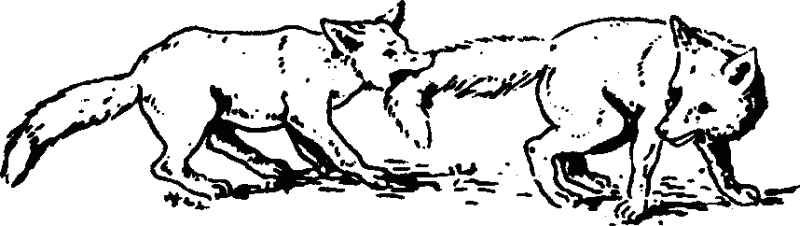 Основы зоопсихологии i_001.png