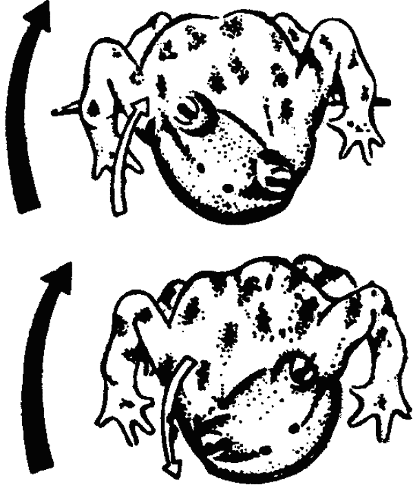 Основы зоопсихологии i_021.png