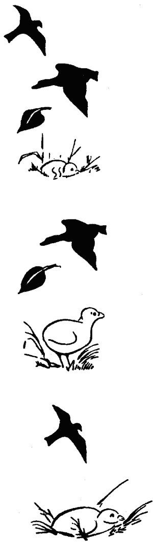 Основы зоопсихологии i_022.png