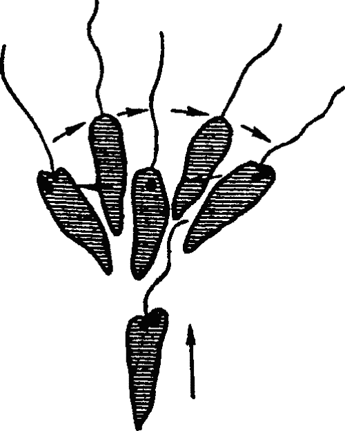 Основы зоопсихологии i_031.png