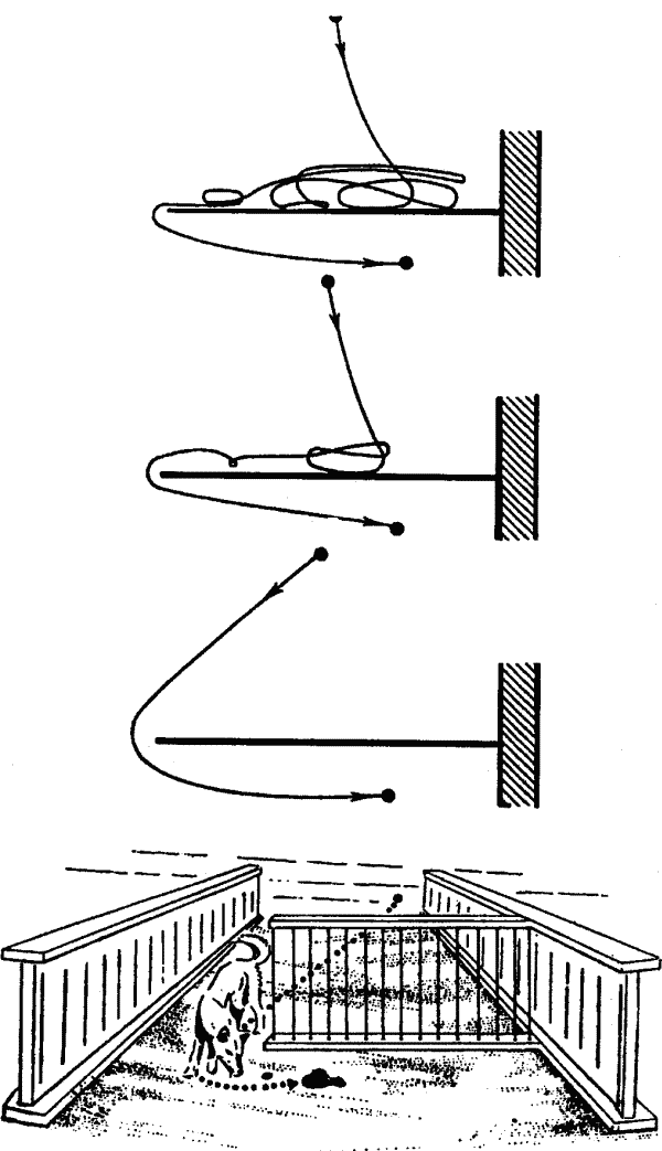 Основы зоопсихологии i_003.png