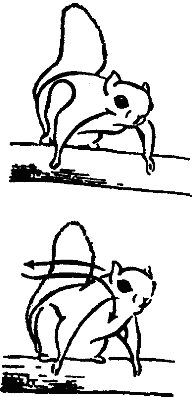 Основы зоопсихологии i_044.png