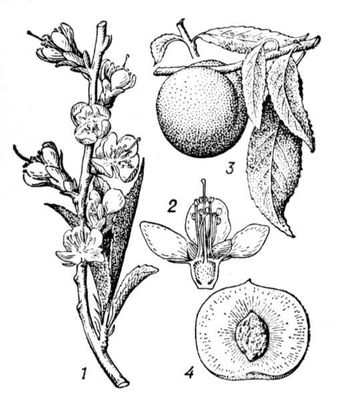Большая Советская Энциклопедия (ПЕ) i009-001-203817674.jpg