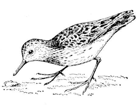 Большая Советская Энциклопедия (ПЕ) i010-001-248034626.jpg