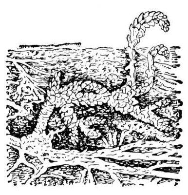 Большая Советская Энциклопедия (ПЕ) i009-001-229930223.jpg