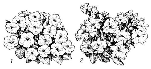 Большая Советская Энциклопедия (ПЕ) i010-001-275644435.jpg