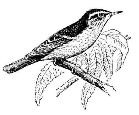 Большая Советская Энциклопедия (ПЕ) i009-001-233203261.jpg