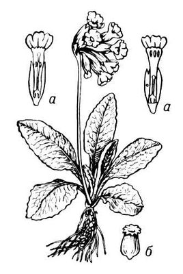 Большая Советская Энциклопедия (ПЕ) i009-001-233448310.jpg