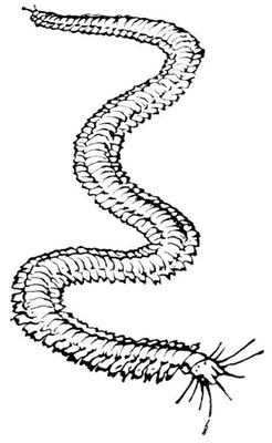 Большая Советская Энциклопедия (НЕ) i010-001-247571250.jpg