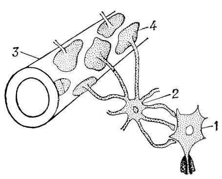 Большая Советская Энциклопедия (НЕ) i009-001-212167283.jpg