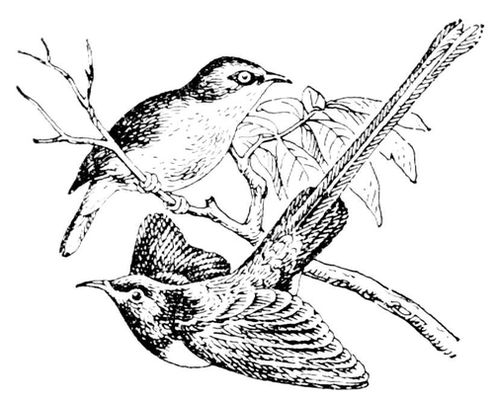 Большая Советская Энциклопедия (НЕ) i010-001-251948371.jpg