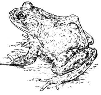Большая Советская Энциклопедия (ЛЯ) i010-001-255667707.jpg