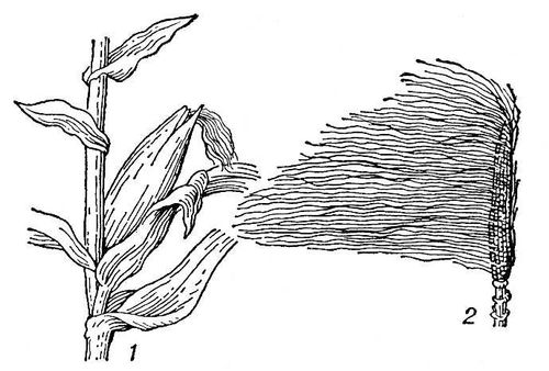 Большая Советская Энциклопедия (КУ) i009-001-215409014.jpg