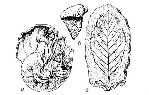 Большая Советская Энциклопедия (ИС) i010-001-268603145.jpg