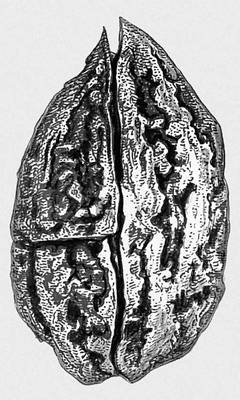 Большая Советская Энциклопедия (ИС) i010-001-282290841.jpg