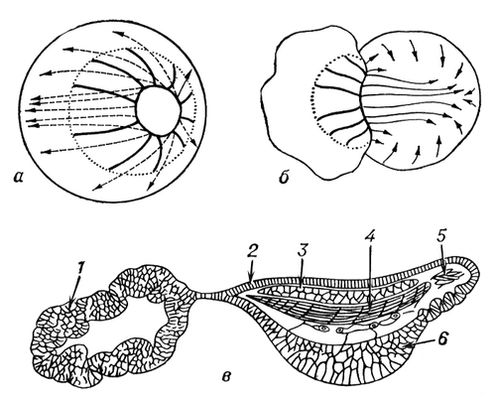Большая Советская Энциклопедия (ЭК) i009-001-225048543.jpg