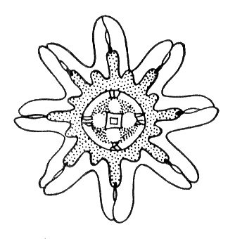 Большая Советская Энциклопедия (ЭФ) i010-001-254707381.jpg