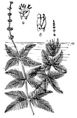 Большая Советская Энциклопедия (УР) i009-001-224195779.jpg